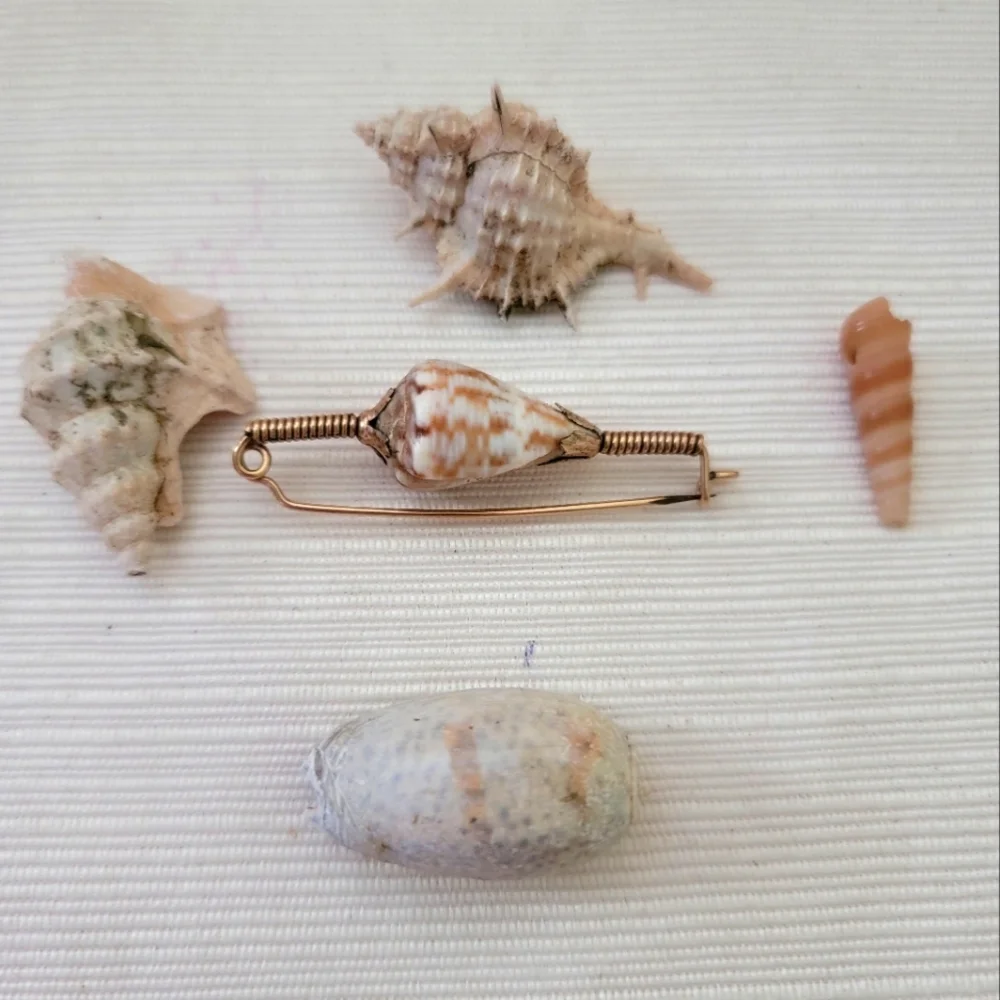 Vintage Shell Broach & Rare shells - Picture 4 of 6